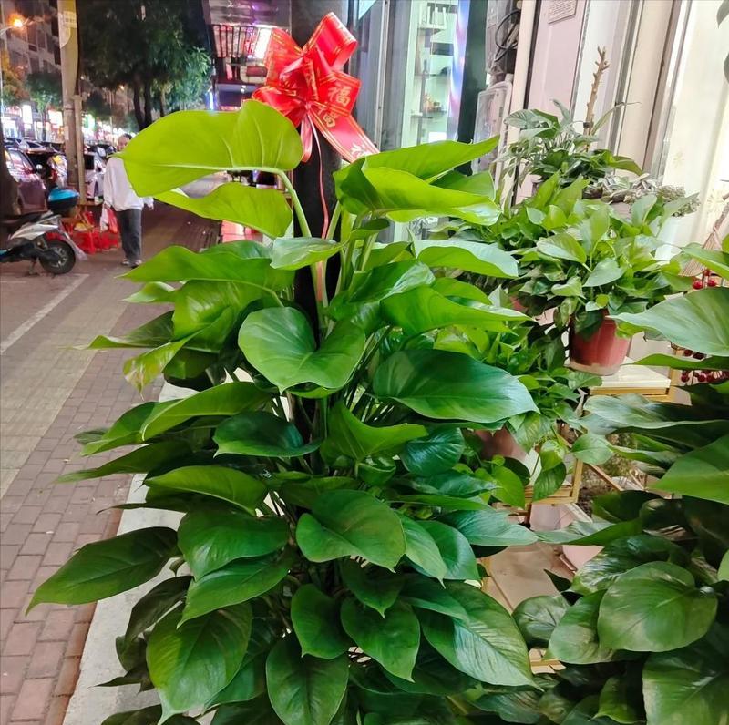 台球厅开业送什么盆栽植物？有哪些寓意吉祥的选择？