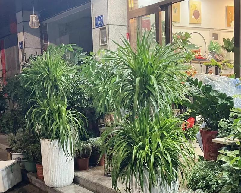 台球厅开业送什么盆栽植物？有哪些寓意吉祥的选择？