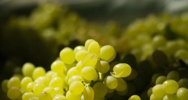 玫瑰花“熟了”是指什么情况？
