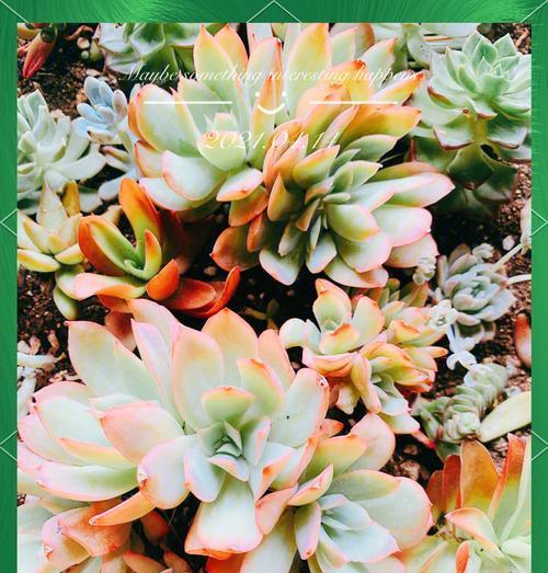 小多肉是什么植物？它的养护和繁殖方法是什么？
