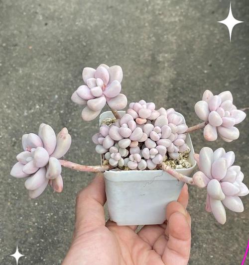 小多肉是什么植物？它的养护和繁殖方法是什么？
