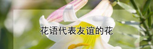 小米花的花语有哪些？