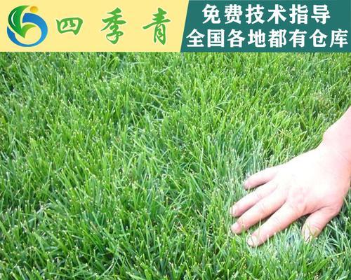 四季青的爬藤有哪些花卉？它们的种植和管理技巧是什么？