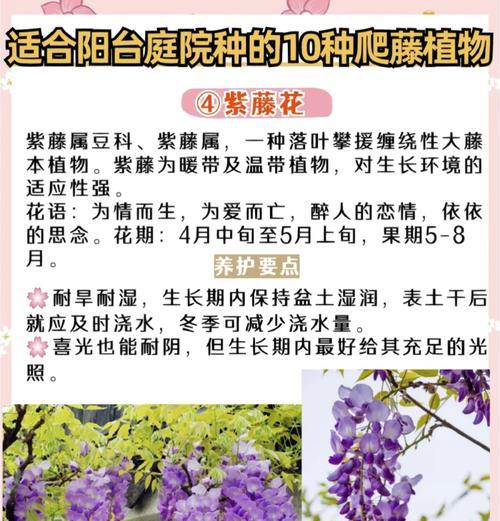 四季青的爬藤有哪些花卉？它们的种植和管理技巧是什么？