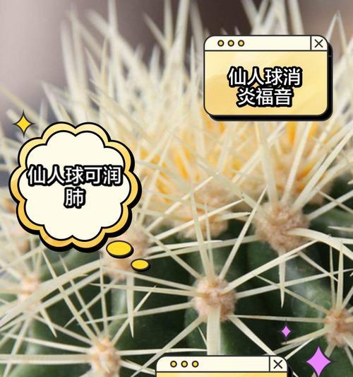 黄绿花色仙人球叫什么品种？如何识别和养护这种仙人球？
