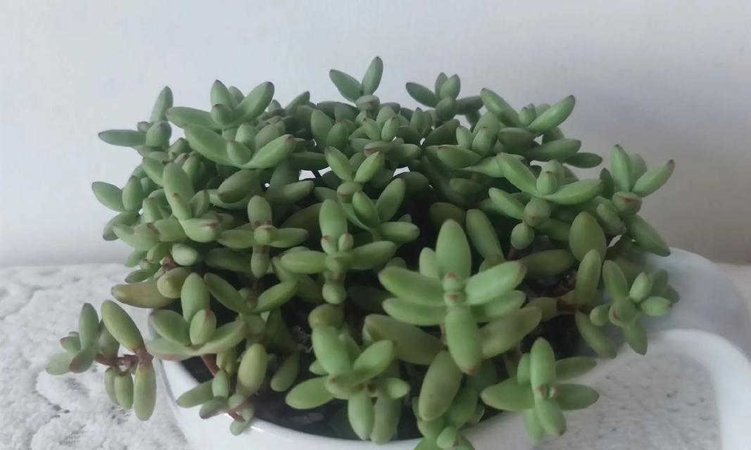 黄绿花色仙人球叫什么品种？如何识别和养护这种仙人球？