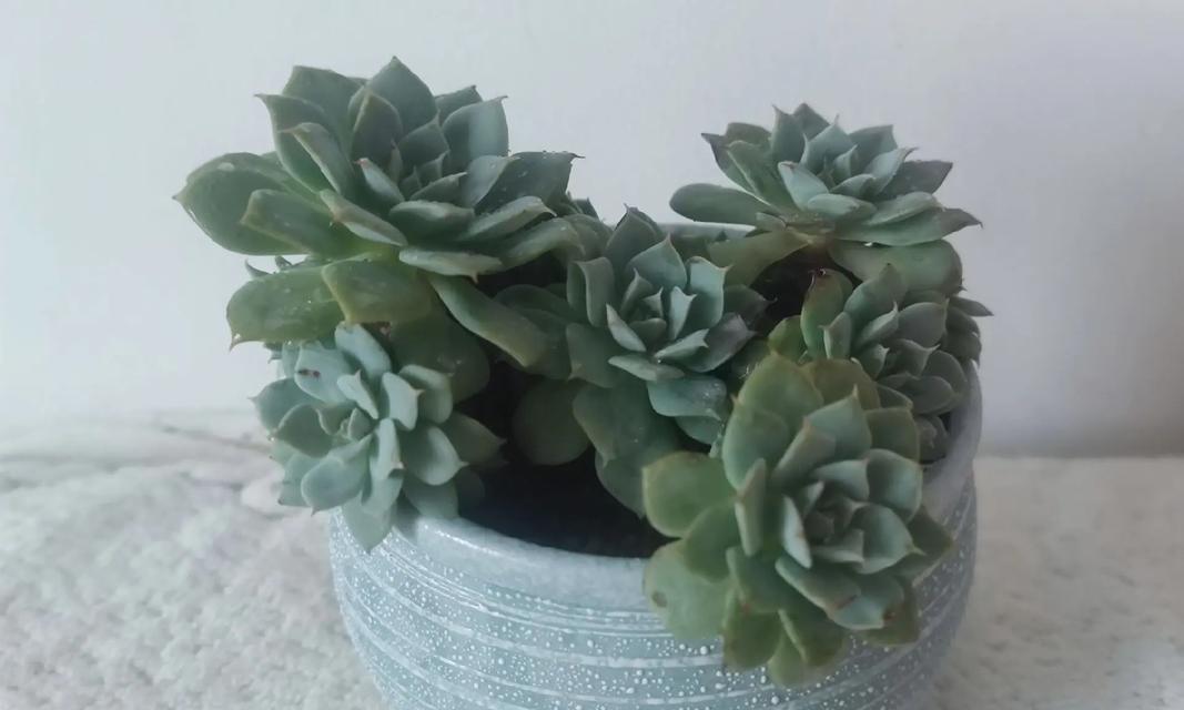 黄绿花色仙人球叫什么品种？如何识别和养护这种仙人球？