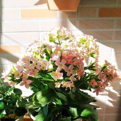 重瓣花色仙人球的养护要点是什么？