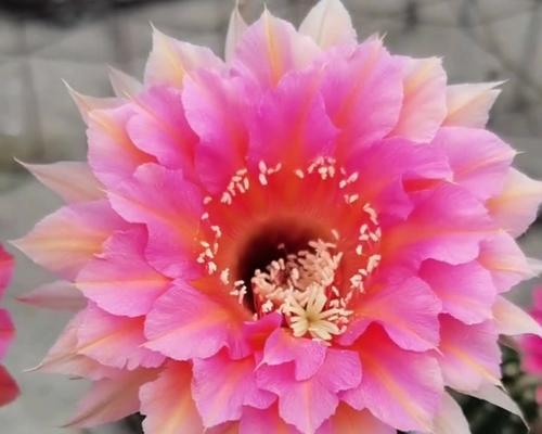 重瓣花色仙人球的养护要点是什么？