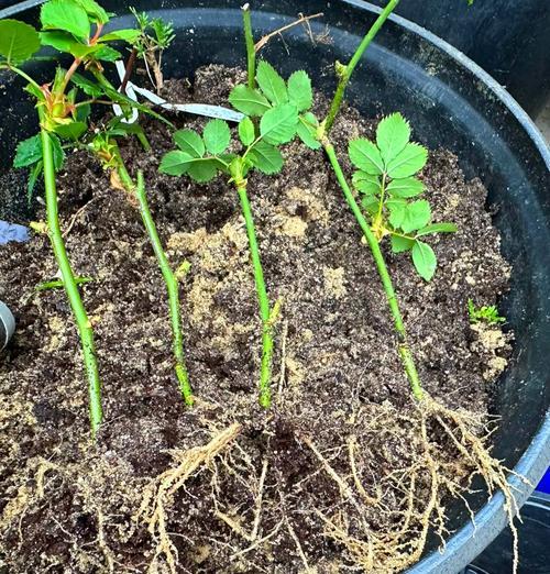 玫瑰花新芽叶养殖要点？怎样确保健康成长？