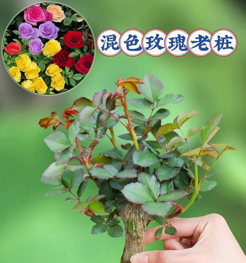 玫瑰花新芽叶养殖要点？怎样确保健康成长？
