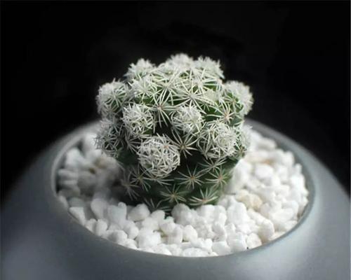 白鸟仙人球有哪些品种？它们的名称是什么？