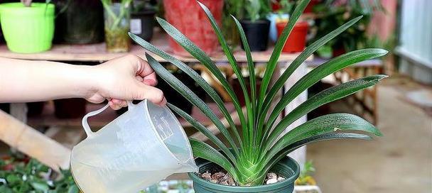君子兰浇水枪的正确使用方法是什么？使用时应注意什么？