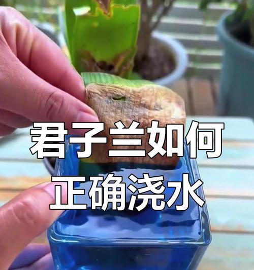 君子兰浇水枪的正确使用方法是什么？使用时应注意什么？