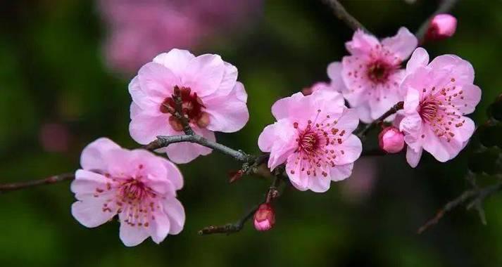 花海粉色玫瑰花怎么养好看？有哪些养护技巧？