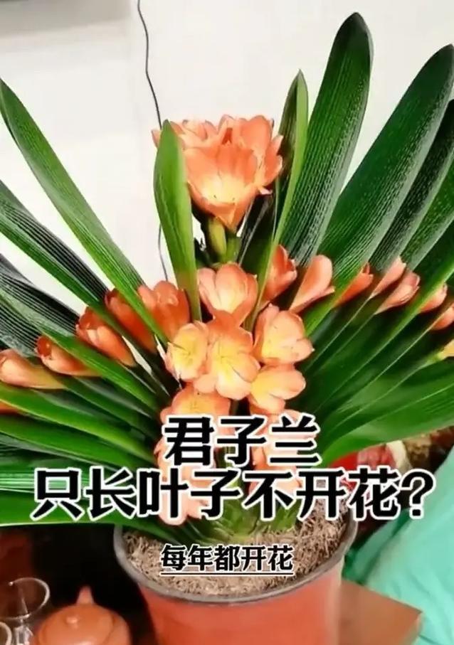 精品扇叶君子兰的养护难度如何？正确的养护方法是什么？
