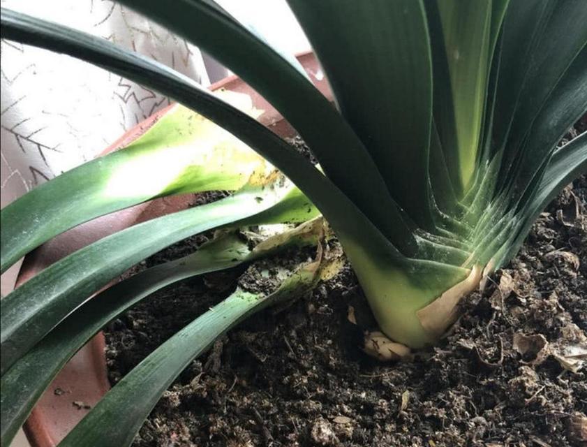 精品扇叶君子兰的养护难度如何？正确的养护方法是什么？