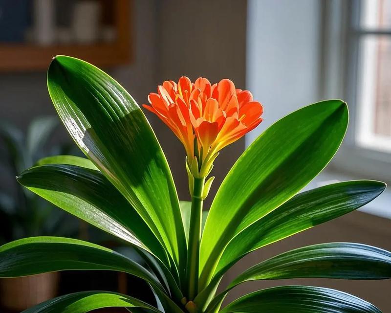 君子兰新植株养护要点是什么？浇水频率如何掌握？