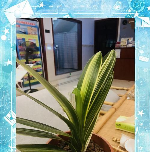 君子兰新植株养护要点是什么？浇水频率如何掌握？