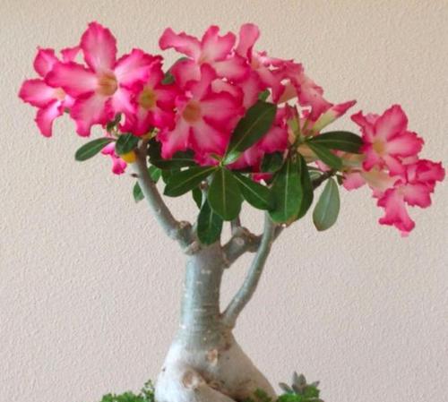 特种小白玫瑰花养护有哪些要点？