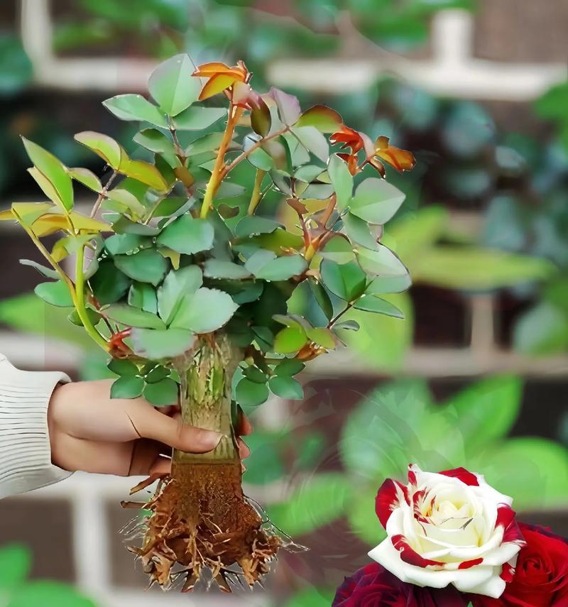 特种小白玫瑰花养护有哪些要点？