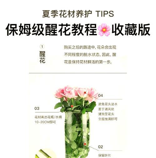 玫瑰花顶部开花的养护技巧是什么？