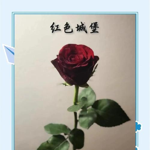 玫瑰花顶部开花的养护技巧是什么？