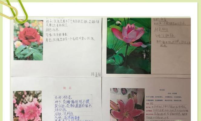 如何制作仙人球植物记录卡？记录卡包含哪些重要信息？