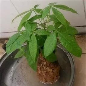 君子兰专用土壤湿度剂的作用是什么？如何正确使用？