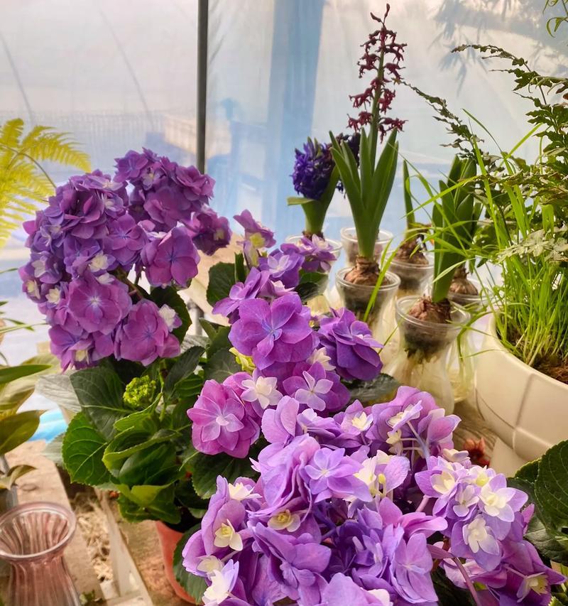 玫瑰花与悦悦花有哪些不同特征？