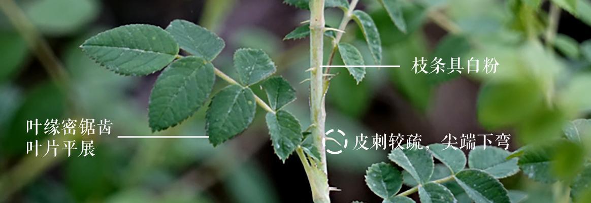 玫瑰花的锯齿状边缘如何修剪？修剪玫瑰花锯齿有什么技巧？