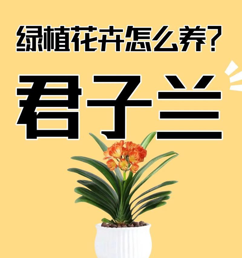 君子兰养护不佳时应采取哪些措施？