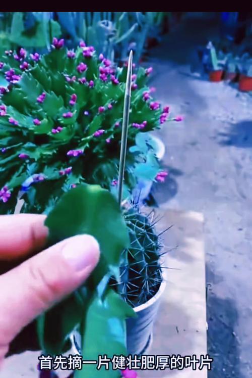 仙人掌盆栽长盆里怎么办？如何正确修剪和管理？