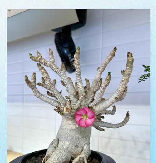 玫瑰花为何会缺失花期？如何调整养护以促进开花？