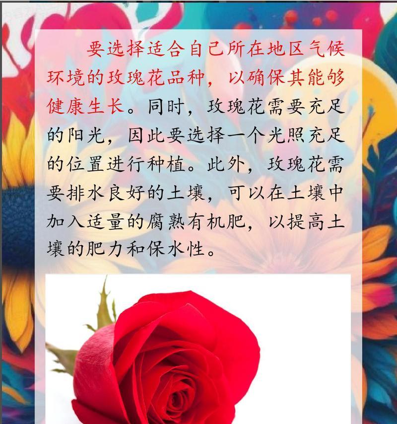 玫瑰花为何会缺失花期？如何调整养护以促进开花？