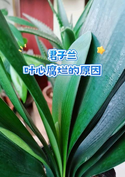君子兰叶片发软的可能原因有哪些？