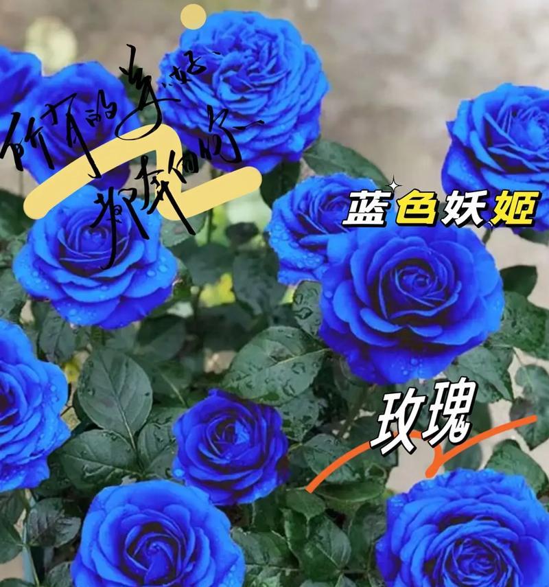 维西玫瑰花的最佳开花时间是什么时候？