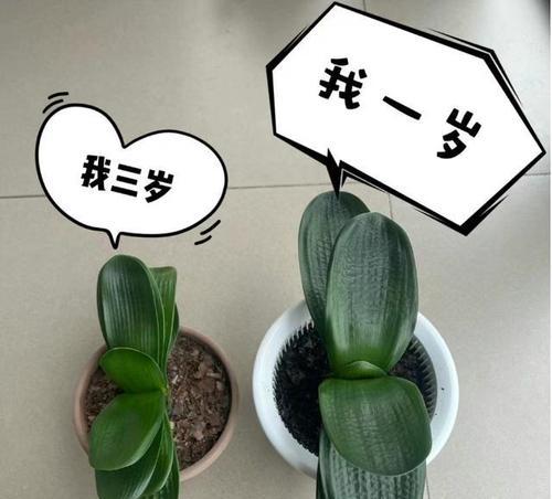 君子兰种球种植的正确步骤是什么？