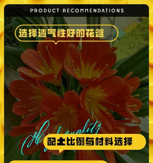君子兰种球种植的正确步骤是什么？