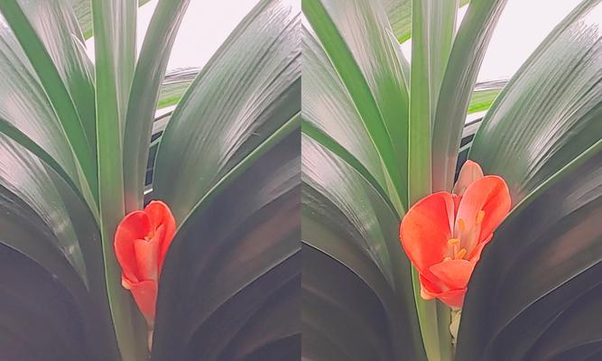 君子兰为何能在冬夏季节都开花？