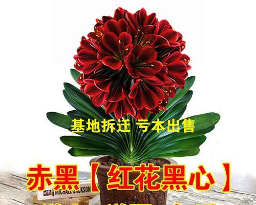 君子兰为何能在冬夏季节都开花？