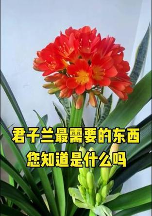 天天养花对君子兰好吗？正确的养护方法是什么？