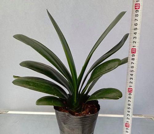 福建哪里适合养殖君子兰？有哪些推荐地点？