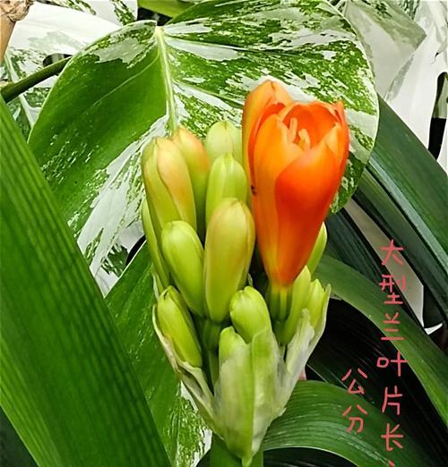 君子兰根发达不开花的可能原因是什么？