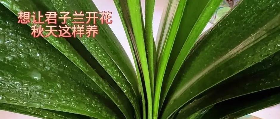 君子兰上盆后如何正确养护和浇水？
