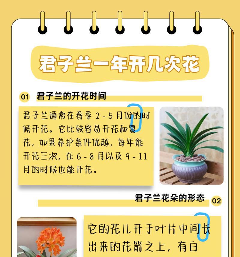 君子兰上盆后如何正确养护和浇水？