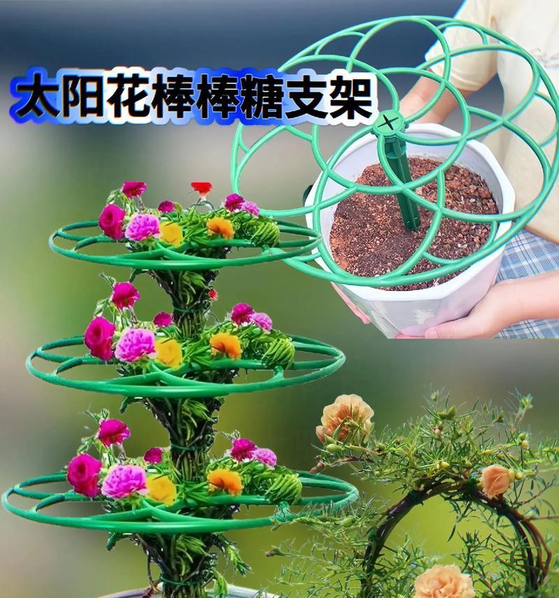 微观盆景仙人掌造型制作技巧是什么？