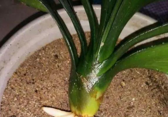 海苔种植君子兰的方法是什么？有哪些注意事项？