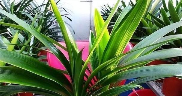 用大蒜水养君子兰效果如何？正确的养护方法是什么？