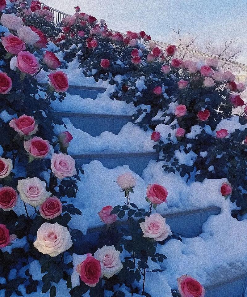雪花玫瑰花的正确养护方式是什么？如何照顾捡到的玫瑰？